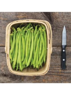 Antigua Bush Bean Organic Seeds -Garden Supplies Sales 8610262 antigua bean 8 15 18 05v