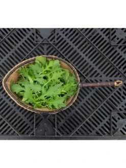 Silk Road Garden Organic Seed Collection, Set Of 6 -Garden Supplies Sales 8610264 mizuna babyleaf 01v