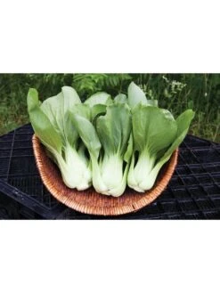 Silk Road Garden Organic Seed Collection, Set Of 6 -Garden Supplies Sales 8610264 shanghai green pac choy 05v