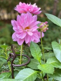 Arden Single Stem Supports, Set Of 2 -Garden Supplies Sales 8610375 5703 tif