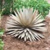 Desert Steel Yucca Plant Sculpture -Garden Supplies Sales 8610744 03v desert steel yucca plant