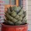 Desert Steel Artichoke Agave Sculpture -Garden Supplies Sales 8610761 01v desert steel artichoke agave