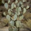 Desert Steel Prickly Pear Cactus Sculpture, Grande -Garden Supplies Sales 8610769 02v desert steel prickly pear cactus grande