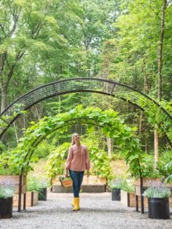 2’ X 8’ Arch Trellis For Planter Boxes 14 2’ X 8’ Arch Trellis For Planter Boxes -Garden Supplies Sales 8610798 071 tif