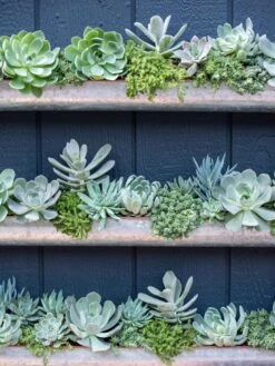 3-Tier Vertical Wall Planter, 3' -Garden Supplies Sales 8611013 055 tif