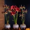 Cybister Potted Amaryllis -Garden Supplies Sales 8611083 cybister vertical 2022