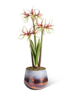 Cybister Potted Amaryllis 15 Cybister Potted Amaryllis -Garden Supplies Sales 8611120 chico 2021 09
