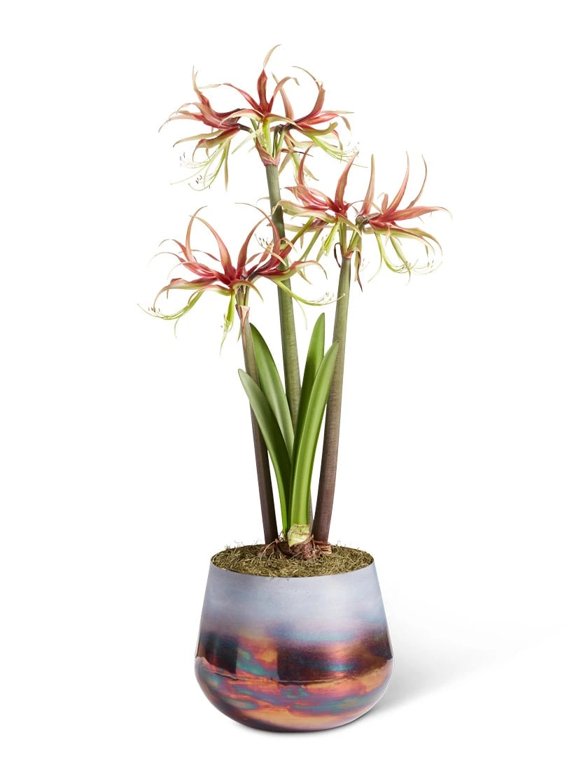 Cybister Potted Amaryllis 9 Cybister Potted Amaryllis - Image 7