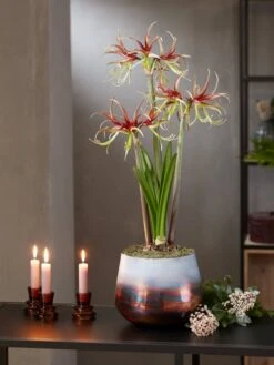 Cybister Potted Amaryllis 14 Cybister Potted Amaryllis -Garden Supplies Sales 8611120 chico 2021 10