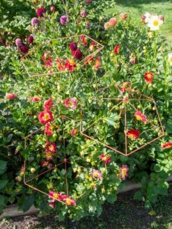 Parasol Plant Supports, Set Of 3 -Garden Supplies Sales 8611129 050 tif