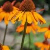 Bower & Branch® Tiki Torch Coneflower -Garden Supplies Sales 8611362 02v tiki torch coneflower potted