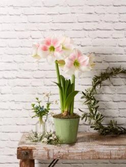 Star Potted Amaryllis -Garden Supplies Sales 8611499 2022 rosystar rosy star potted amaryllis