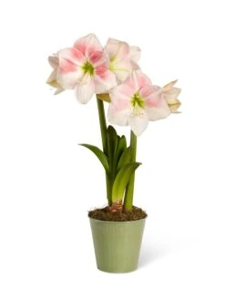 Star Potted Amaryllis -Garden Supplies Sales 8611499 2022 rosystar silo rosy star potted amaryllis