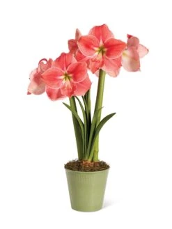 Star Potted Amaryllis -Garden Supplies Sales 8611500 2022 sweetstar silo sweet star potted amaryllis