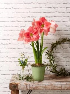 Star Potted Amaryllis -Garden Supplies Sales 8611500 2022 sweetstar sweet star potted amaryllis