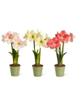 Star Potted Amaryllis -Garden Supplies Sales 8611508 2022 starpotted silo