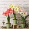 Star Potted Amaryllis -Garden Supplies Sales 8611508 2022 starpottedv star potted amaryllis