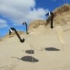Florida Dancing Birds®, Canada Goose -Garden Supplies Sales 8611633 01v florida dancing birds canada goose