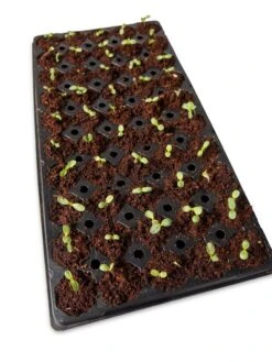 Coco Coir Seed Starting Discs And Tray -Garden Supplies Sales 8611810 6826 tif