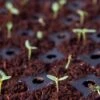 Coco Coir Seed Starting Discs And Tray -Garden Supplies Sales 8611810 6832 tif