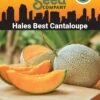 Hales Best Cantaloupe Organic Seeds 2 Hales Best Cantaloupe Organic Seeds -Garden Supplies Sales 8611872 02v hales best cantaloupe organic seeds