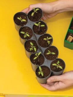 Sili-Seedlings® Seedling Tray, 10-Cell -Garden Supplies Sales 8611886 0374 tif