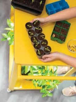 Sili-Seedlings® Seedling Tray, 10-Cell -Garden Supplies Sales 8611886 374 tif