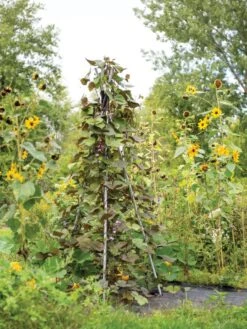 DIY Connector For Teepee Trellis -Garden Supplies Sales 8611896 062 tif