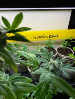 Catchy Natural Greenhouse Pest Protection Sticky Roll, 30’ 9 Catchy Natural Greenhouse Pest Protection Sticky Roll, 30’ -Garden Supplies Sales 8611979 8004