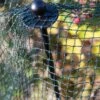Bird-Safe Woven Bird Netting -Garden Supplies Sales 8611981 1747 tif