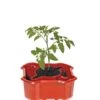 Deluxe Tomato Halos, Set Of 2 -Garden Supplies Sales 8612045 2009 tif