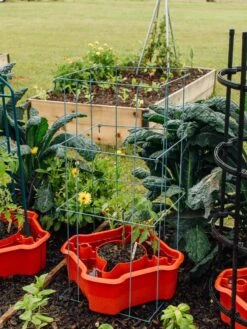 Deluxe Tomato Halos, Set Of 2 -Garden Supplies Sales 8612045 226 tif