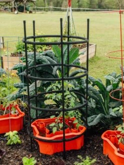 Deluxe Tomato Halos, Set Of 2 -Garden Supplies Sales 8612045 228 tif