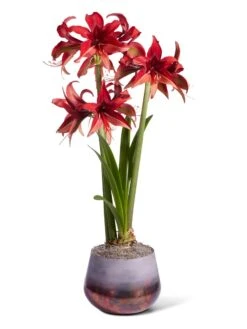 Cybister Potted Amaryllis 11 Cybister Potted Amaryllis -Garden Supplies Sales 8612501 bogota silo 2022