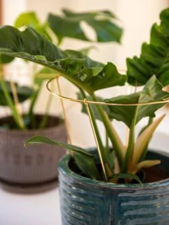 Brass Plated Grow Throughs, Set Of 2 -Garden Supplies Sales 8612662 0047 brass plated grow throughs set of 2