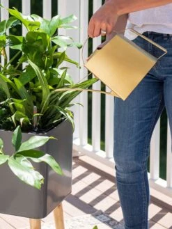 Precision Brass Watering Can -Garden Supplies Sales 8612691 0011