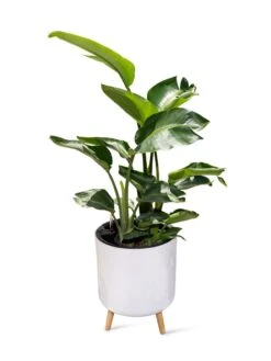 Ava Self-Watering Round Planter 12 Ava Self-Watering Round Planter -Garden Supplies Sales 8612692 0002