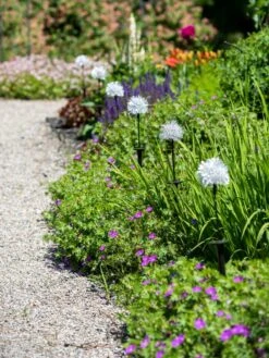 Dandelion Solar Stake -Garden Supplies Sales 8612713 4472