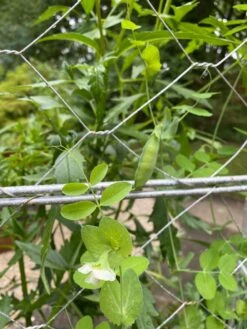 Chicken Wire Pea Trellis -Garden Supplies Sales 8612718 7307