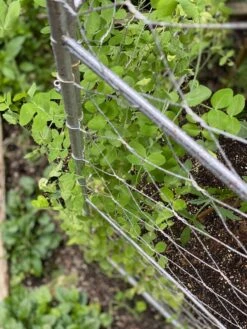 Chicken Wire Pea Trellis -Garden Supplies Sales 8612718 7312