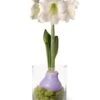 Easy Care Spring Waxed Amaryllis In Vase -Garden Supplies Sales 8612756 14937 easy care spring waxed amaryllis in vase