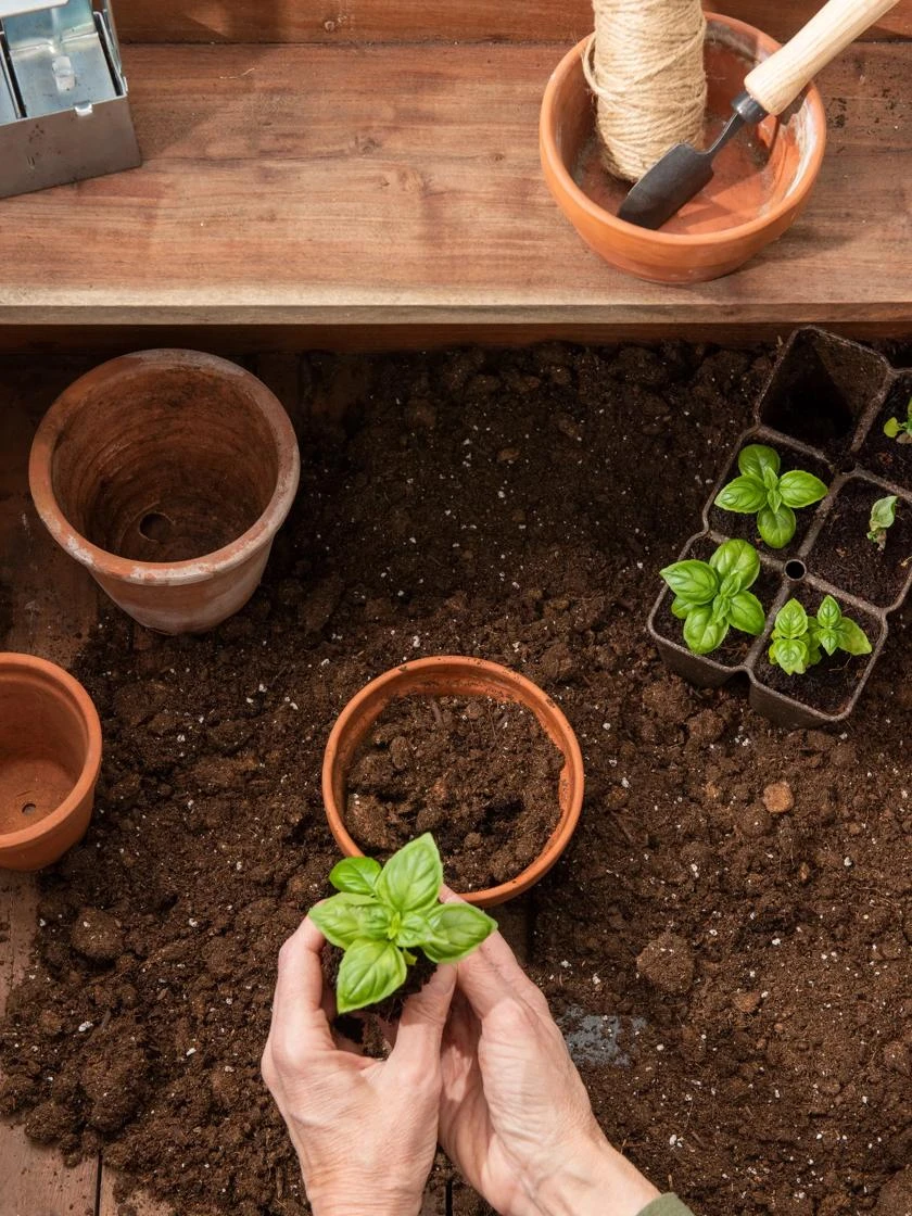 Transplant Mix, 20 Qts 4 Transplant Mix, 20 Qts - Image 2