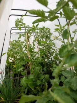 Cotton All Purpose Garden Cover 10 Cotton All Purpose Garden Cover -Garden Supplies Sales 8612815 0039 tif