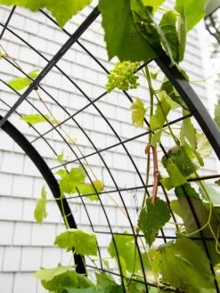 2’ X 4’ Arch Trellis For Planter Boxes -Garden Supplies Sales 8612976 0436