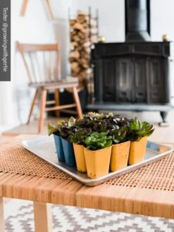 Gardener's Best® XL 6-Cell Planting Tray, Set Of 4 11 Gardener's Best® XL 6-Cell Planting Tray, Set Of 4 -Garden Supplies Sales 8613031 01IN cdt