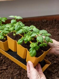 Gardener's Best® XL 6-Cell Planting Tray, Set Of 4 10 Gardener's Best® XL 6-Cell Planting Tray, Set Of 4 -Garden Supplies Sales 8613031 6300