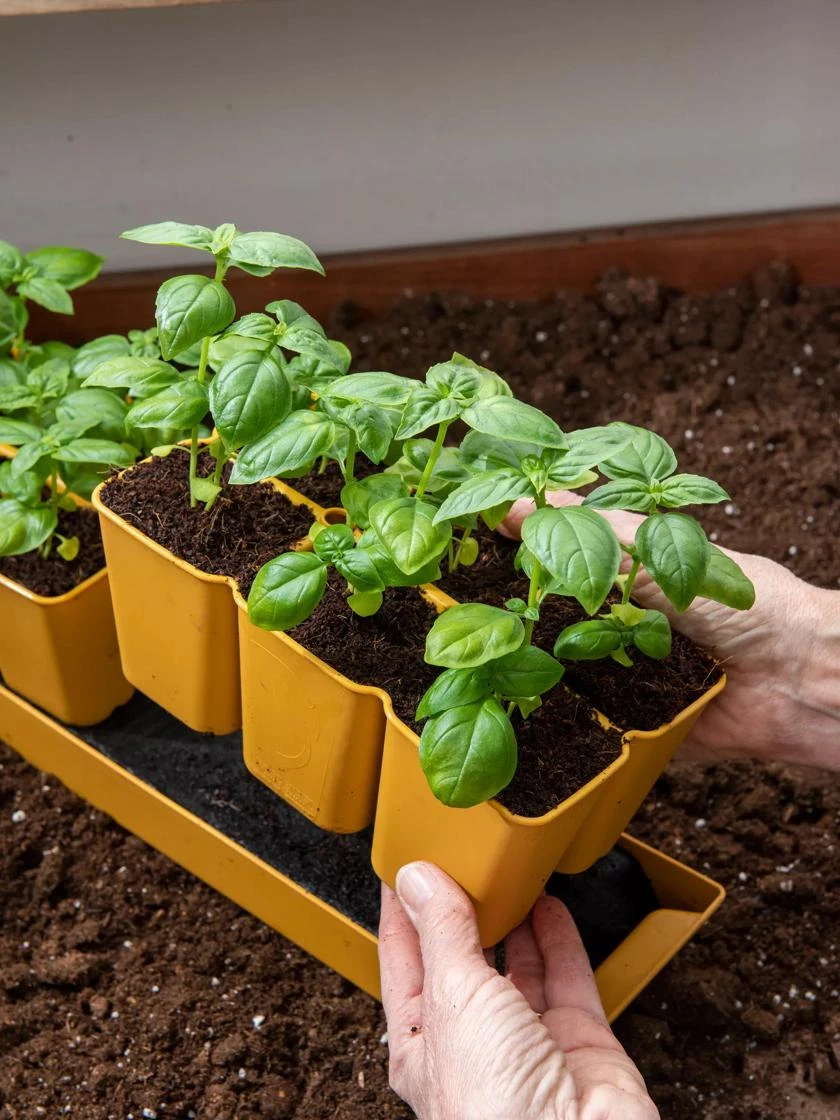 Gardener's Best® XL 6-Cell Planting Tray, Set Of 4 6 Gardener's Best® XL 6-Cell Planting Tray, Set Of 4 - Image 4