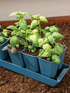 Gardener's Best® XL 6-Cell Planting Tray, Set Of 4 9 Gardener's Best® XL 6-Cell Planting Tray, Set Of 4 -Garden Supplies Sales 8613031 6302