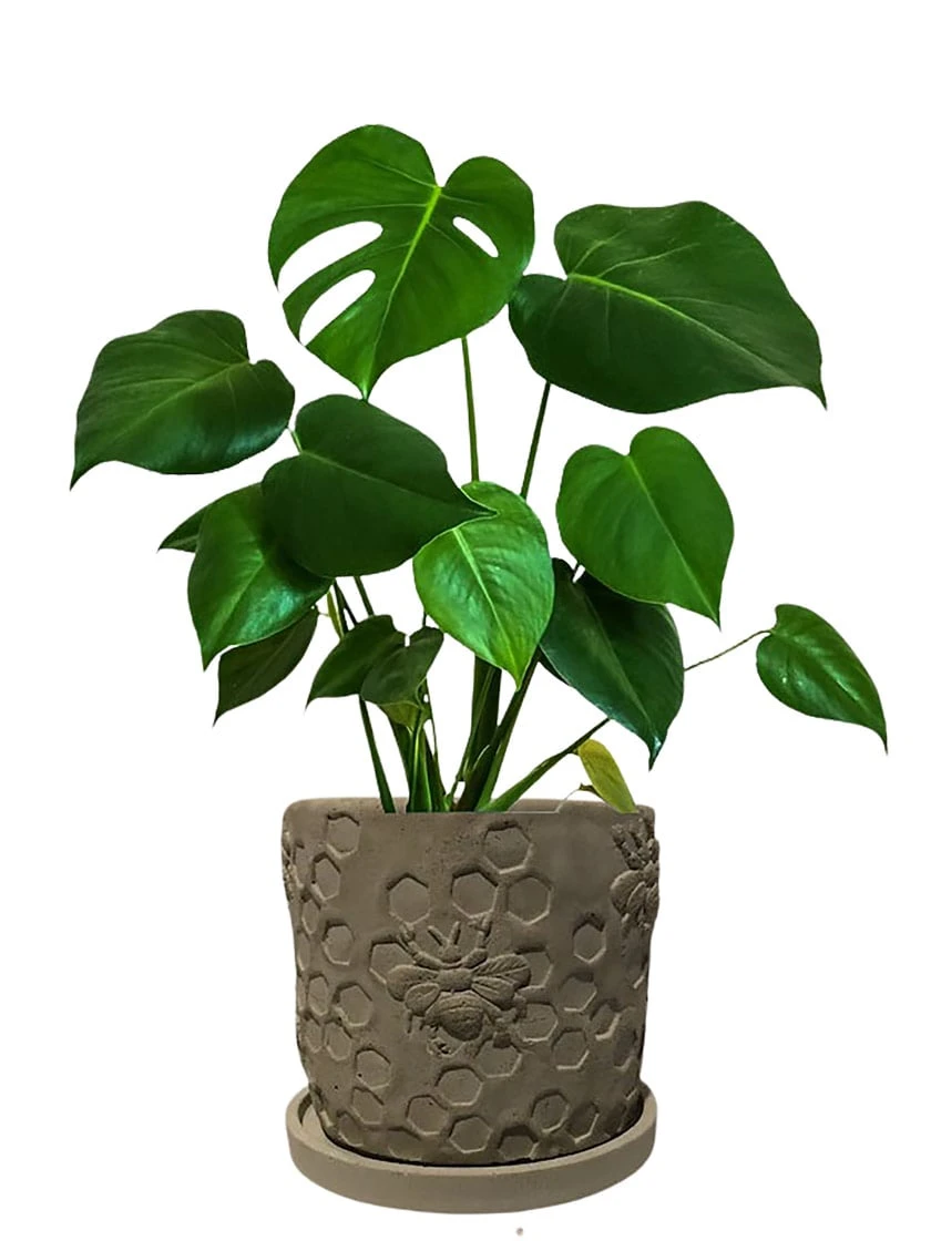 Concrete Honeycomb Bee Planter 3 Concrete Honeycomb Bee Planter