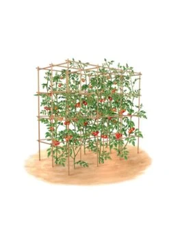 Tomato Six Pack Support -Garden Supplies Sales 8613143 art flat
